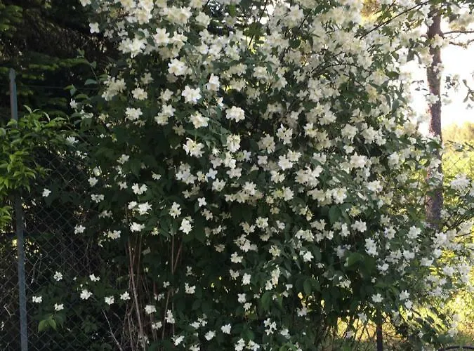 Altavista - بيرودجا