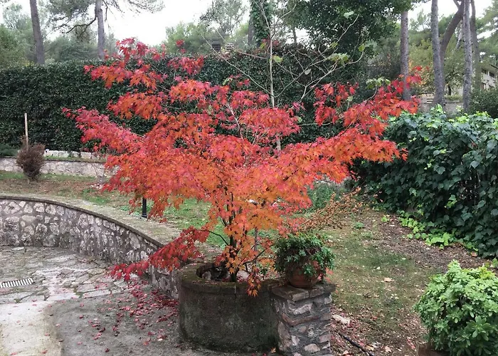 Altavista - فيلة